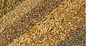 Во Владимирской области что-то пошло не так с зерновой продукцией