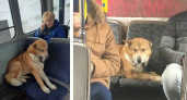 Стала известна судьба пса, который несколько дней один катался во владимирских автобусах