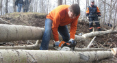 Во Владимирской области геологи уничтожили часть леса