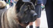 В Госдуме хотят обязать граждан получать лицензию на содержание опасных пород собак