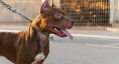 В ГД предлагают давать разрешение на содержание бойцовских собак только после спецкурсов