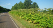 Во Владимирской области 18 процентов местных дорог обросли борщевиком