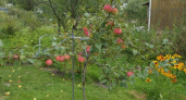 Во Владимирской области пресекли реализацию саженцев "конфетных" яблонь