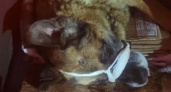 Живодеры поиздевались над псом и выбросили его на обочину в Киржачском районе