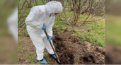 Во Владимирской области обнаружено незаконное захоронение биологических отходов 