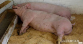 Во Владимиркой области обнаружили 6-й очаг африканской чумы свиней