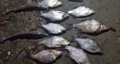 Мужчине за вылов краснокнижной рыбы под Муромом может грозить тюрьма