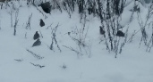 Охотникам Владимирской области напомнили о необходимости сдачи сведений о добытых птицах
