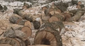 Не спросив у ясеня: Владимир очищают от пораженных и опасных деревьев