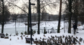 В морозы во Владимирской области утки бегают за прохожими и просят еду