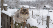 Россиян предупредили о серьезных штрафах за снег на даче