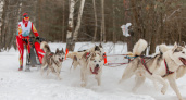 В Доброграде пройдет гонка на собачьих упряжках "Семь верст"