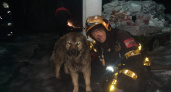 Владимирский огнеборец после тушения крупного пожара в Муромцево нашел четвероногого друга