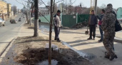 Владимирские чиновники в самом центре города высадили 50 лип