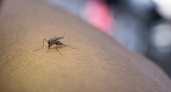 Биолог рассказал, когда можно ждать массового появления комаров