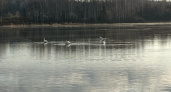 Во Владимирской области увидели редких белых лебедей