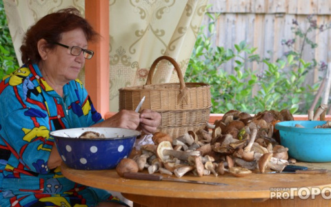 Россиянам запретили собирать грибы в ведра и пакеты