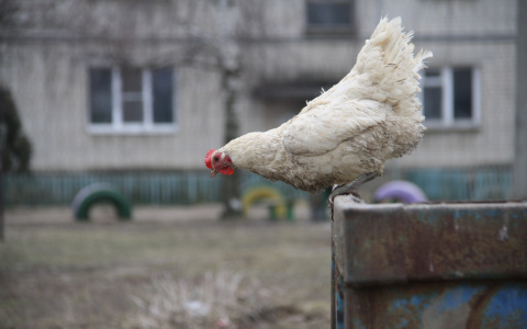 Во Владимирской области готовятся к вспышке птичьего гриппа
