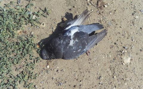 Владимирские голуби массово умирают от "псевдочумы"
