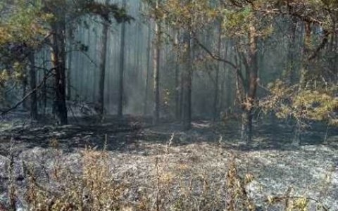 Лесные пожары в Петушинском районе постепенно утихают