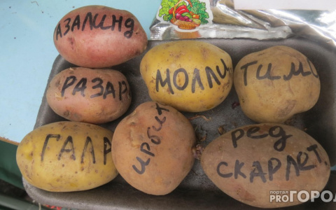 В российском картофеле обнаружены химические вещества и множество болезней