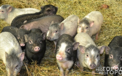 Новый год 2019: владимирцы продают свиней для подарков и фотографий