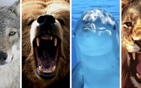 Тест дня: вы волк, медведь, дельфин или лев? Узнайте свой хронотип!