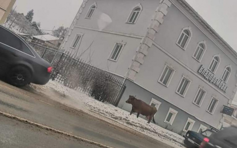 В Вязниках по центру города разгуливала корова