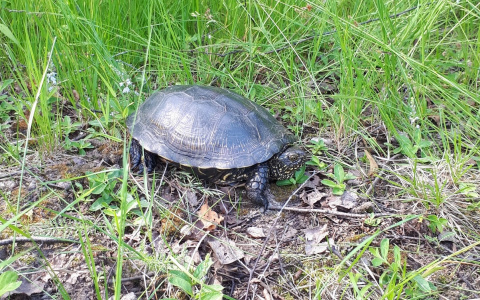 Владимирец под Лакинском нашёл редкую болотную черепаху