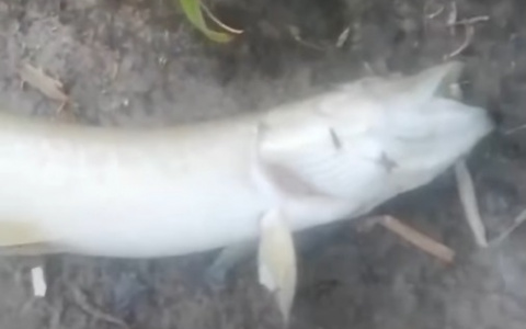 В озере под Владимиром массово погибает рыба