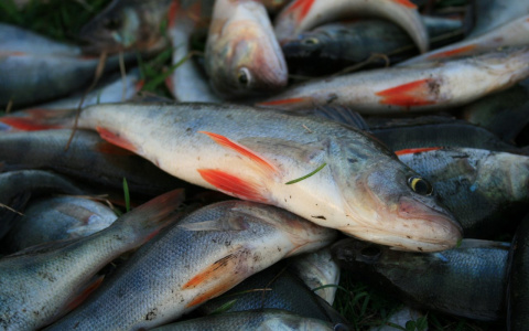 Двух рыбаков-браконьеров оштрафовали почти на полтора миллиона рублей