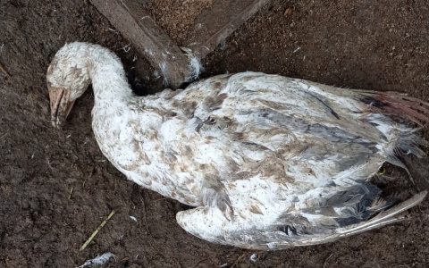 В Юрьев-Польском районе лиса напала на гусей и собаку